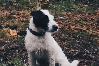 Uwaga żmije atakują!