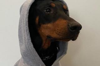 Pies  Kendall Jenner