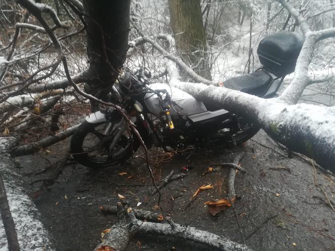 Sopotnia Mała: Na parę jadącą motorowerem spadło drzewo. Trafili do szpitala 