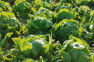 Możesz mieć warzywa prosto od rolnika spod Bydgoszczy i to z dostawą pod drzwi. „Takiej sałaty w marketach nie znajdziecie”