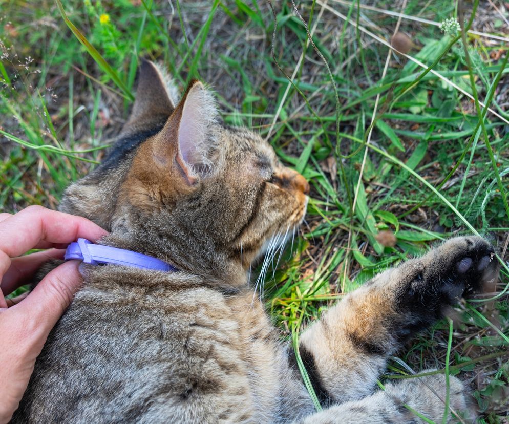 Tajemnicza choroba zabija koty. Nie wypuszczaj na zewnątrz i chowaj buty po przyjściu do domu