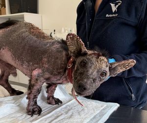 Studentka prawa nie pomogła psu