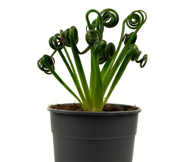 Albuca spiralis 'Frizzle Sizzle'