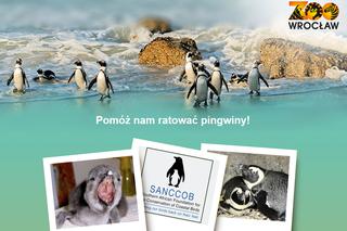 Sebastian Mila, pingwiny