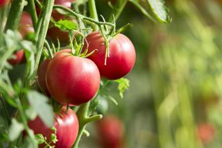 Pomidory malinowe - sadzenie i odmiany. Jak uprawiać pomidory malinowe?