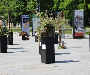 Weekend z florystyką w Lublinie. Zobacz imponujące roślinne instalacje w centrum miasta!