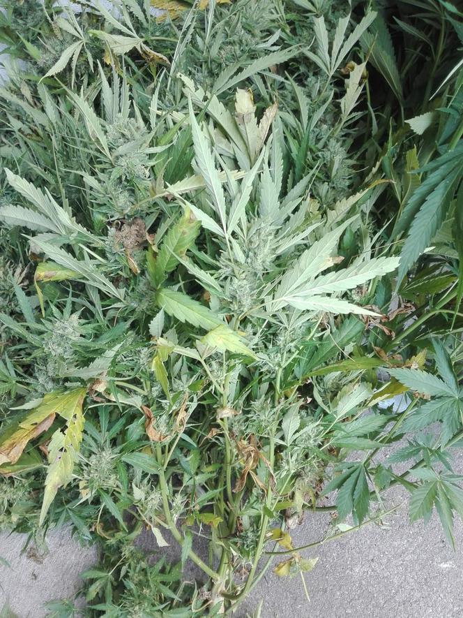 Ogromna plantacja marihuany w regionie! Policjanci zabezpieczyli ponad 430 krzewów [ZDJĘCIA]