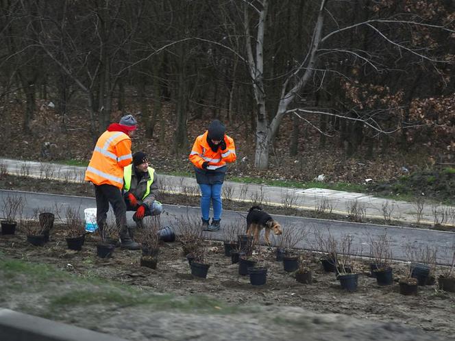 Rozbudowa ul. Grunwaldzkiej. Będą nowe drzewa i krzewy