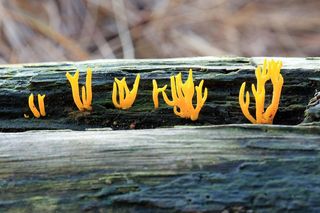 Ten grzyb wyglądem przypomina rafę koralową. Rośnie w polskich lasach i jest jadalny, choć prawie nikt go nie zbiera