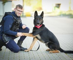 Pies honorowy krwiodawca