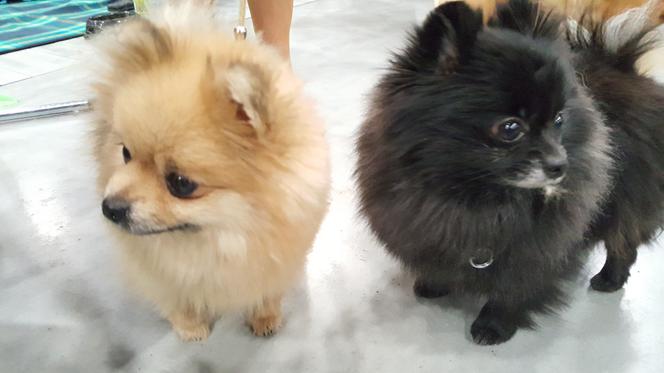 Międzynarodowa Wystawa Psów Rasowych w Bydgoszczy