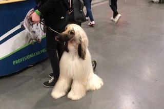 Wystawa Psów Rasowych w Poznaniu 2016