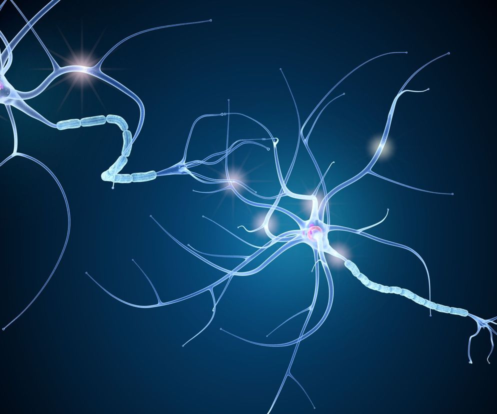 komórki nerwowe (neurony) to podstawowe elementy układu nerwowego