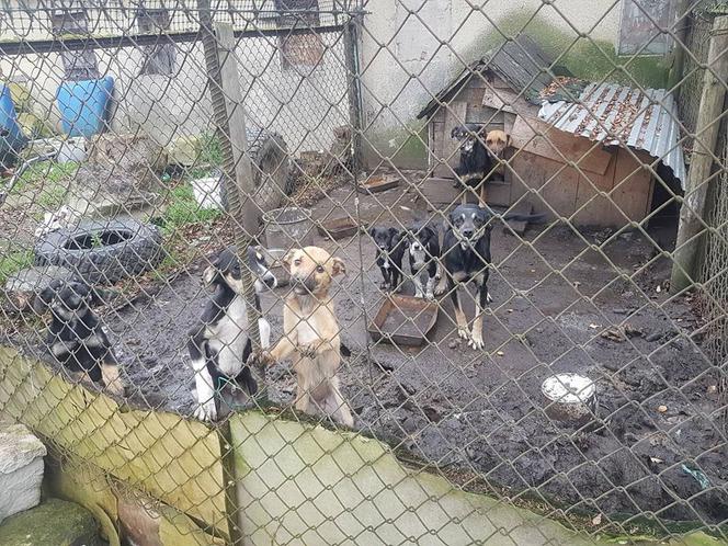Interwencja OTOZ Animals w Suchym Dębie