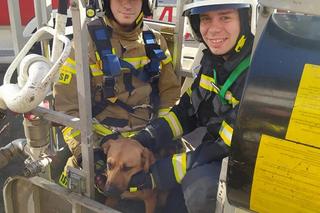 Pies utknął na dachu. Do zejścia strażacy przekonali go kiełbasą