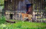 Nowy mieszkaniec w śląskim zoo. Tygrys Tiber już zachwyca odwiedzających 
