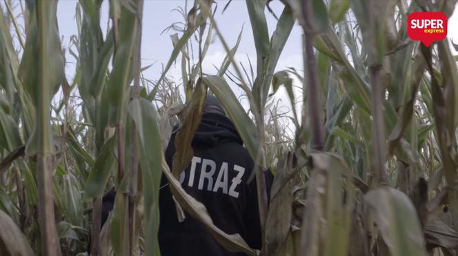 86-latka zgubiła się w polu kukurydzy 
