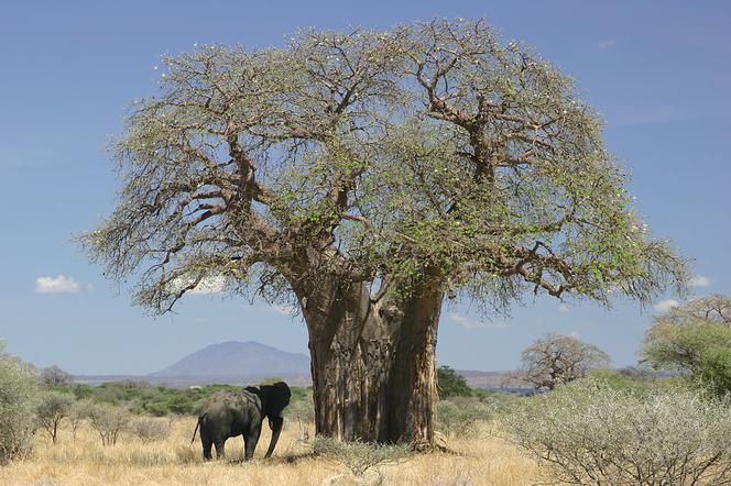 Baobab