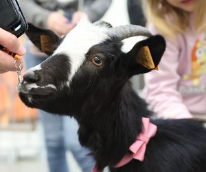 ZooPark ponownie przyciągnął do Targów Lublin tłumy miłośników zwierząt