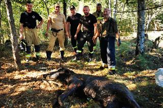 Pod żarłocznym łosiem zarwała się ziemia. Z błota widać było jego głowę