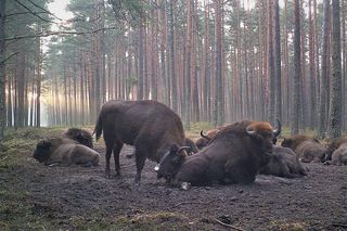 Stado żubrów w woj. lubelskim jest coraz liczniejsze