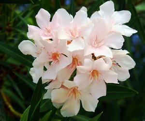 Oleander