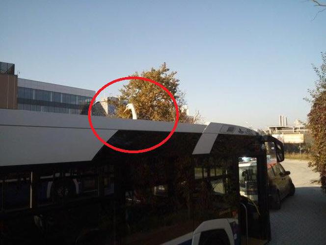Łabądź podróżował na dachu autobusu