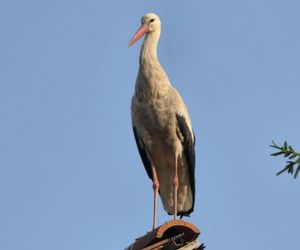 Kajtek bocian podwórkowy