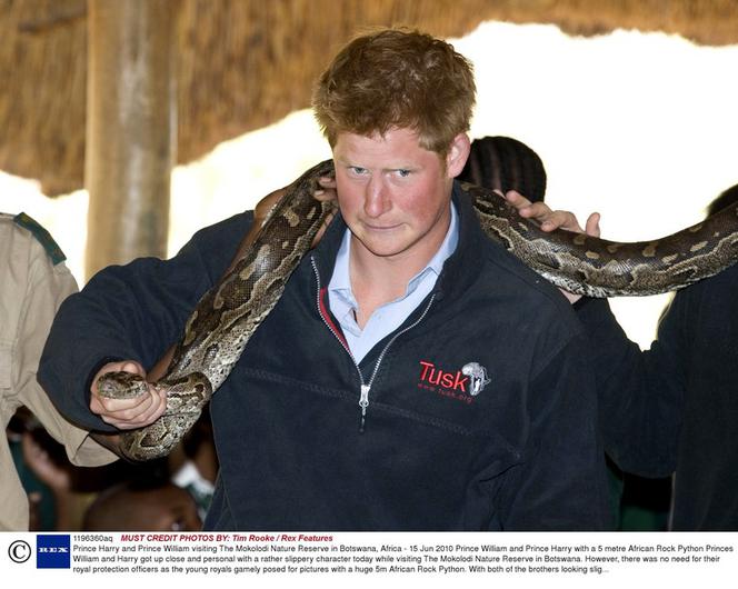 William i Harry bawią się wężem