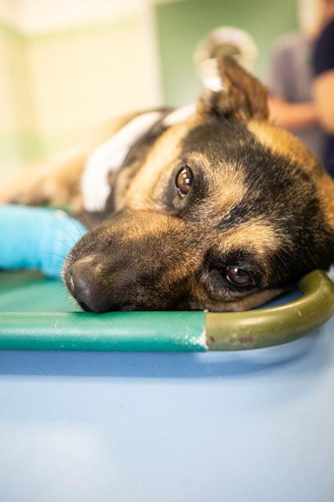 Pies Szymek z ciężkimi obrażeniami trafił do Fundacji ADA [GALERIA]