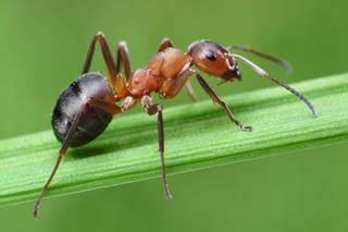 Mrówki - czy są groźne dla człowieka? Które mrówki gryzą?