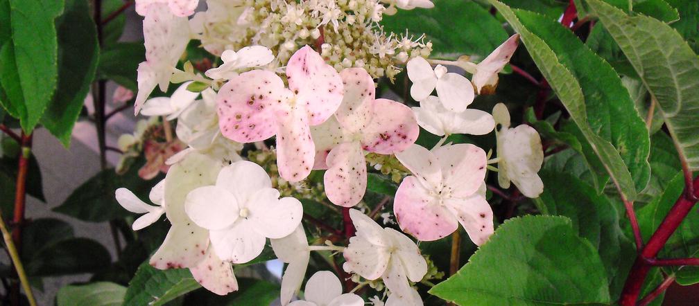 Hortensja bukietowa 'Wim's Red'