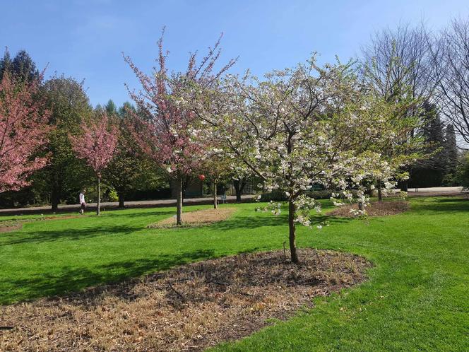 Kwitnące wiśnie i magnolie w Ogrodzie Botanicznym w Powsinie