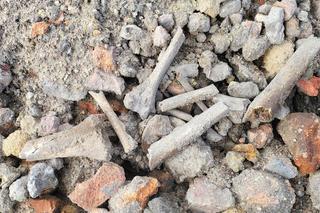 Kości znalezione na Bulwarze Filadelfijskim w Toruniu