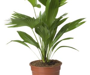 Liwistona chińska - Livistona chinensis
