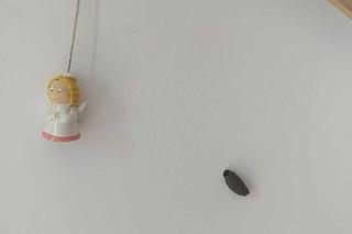 Dziwne kokony pojawiają się w mieszkaniach. Wysypało się z niego mnóstwo pająków. Byłam przerażona [ZDJĘCIA]