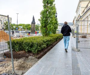 Sadzenie zieleni na placu Bankowym w maju 2025 r.