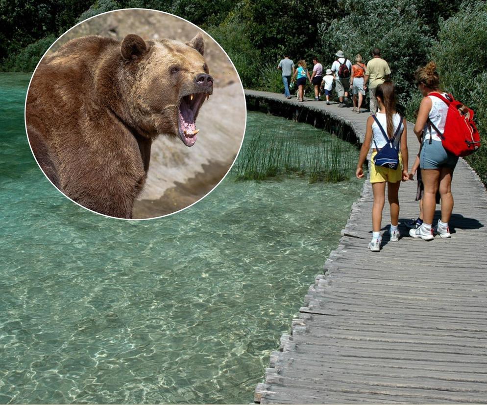 Atak niedźwiedzia na człowieka! Jeździ tam masa Polaków