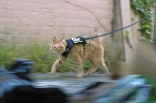 Rekrutacja do policji - obiecują, że będziesz tańczył, wykonywał akrobacje i... biegał z kotem [VIDEO]
