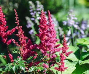 Tawułka japońska - Astilbe japonica
