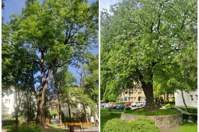 Lublin ma nowe pomniki przyrody!