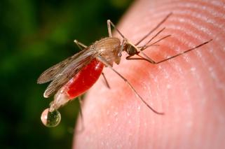 Czy komary przenoszą groźne choroby? Główny Inspektorat Sanitarny informuje
