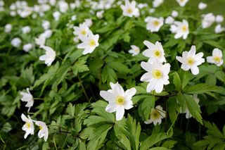 Zawilec gajowy - Anemone nemorosa