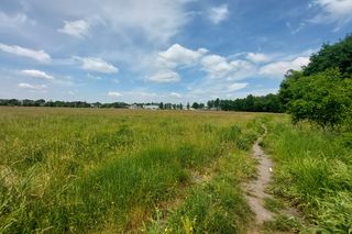 Kolejna mapa cudów w Ochojcu. Wiadukt nad tramwajem znajdziemy... w lesie 