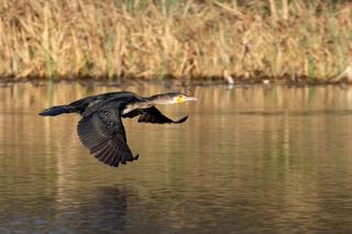 Masakra kormoranów na Jeziorze Tonowskim! Kilkaset ptaków nie żyje [ZDJĘCIA]