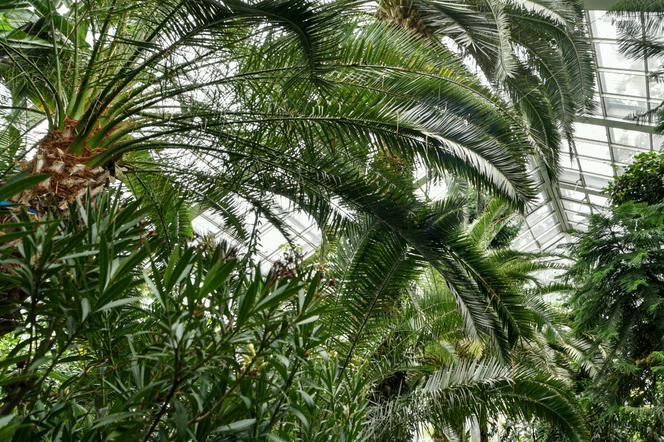 Walentynki pośród palm