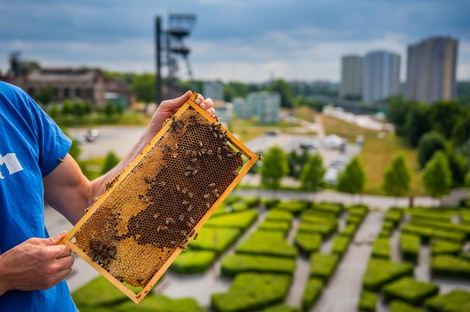Pszczoły z Katowic 