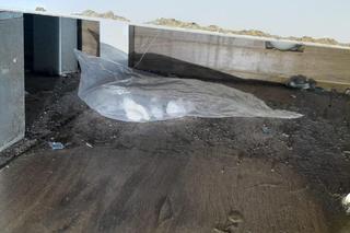 Naćpani wychowywali dziecko na melinie. Obok zabawek stosy narkotyków!