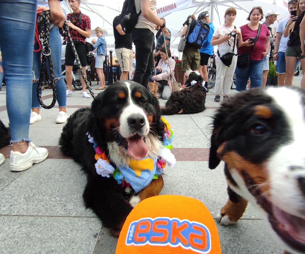 Berneńskie psy pasterskie opanowały Rynek w Tarnowie