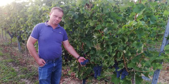 W naszych sadach uprawiamy cztery odmiany winogron - mówi D. Przerwa